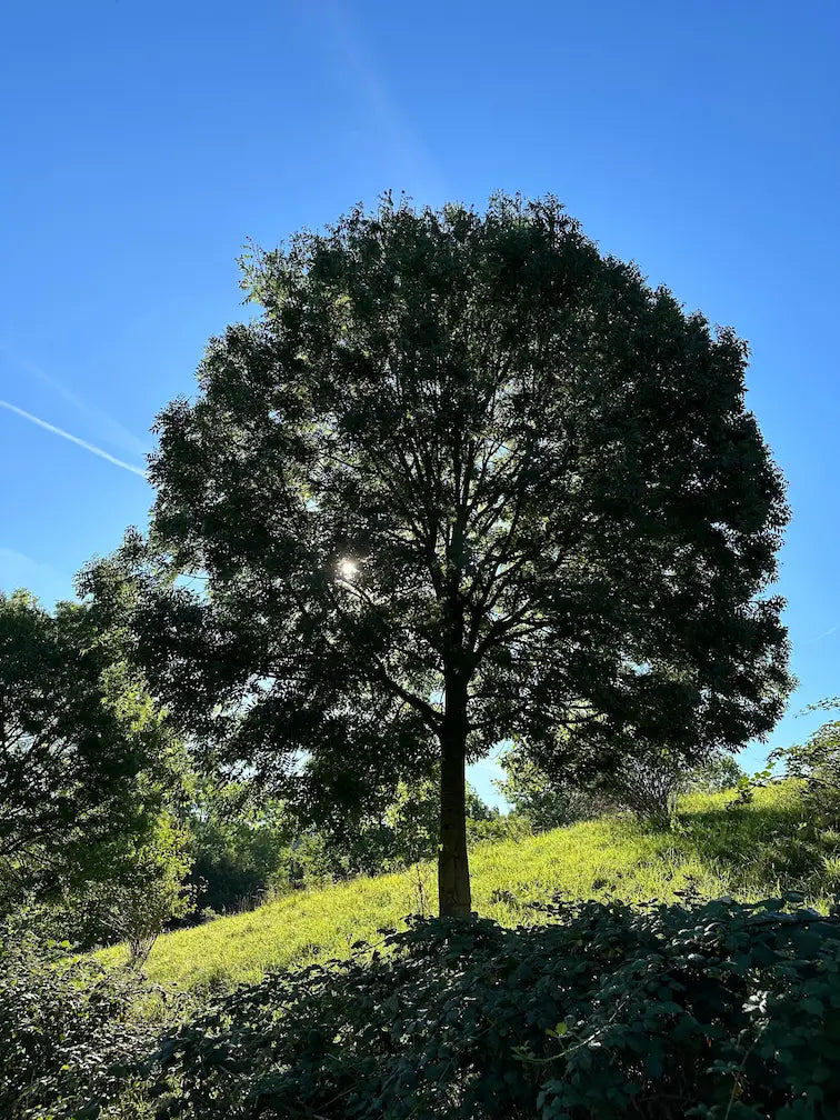 arbre superbe au printemps, la lumière du soleil traverse ses branches